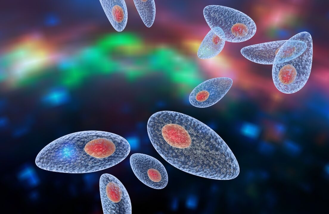 Erreger der Toxoplasmose im Körper